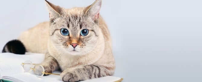 Cream Cat Sitting on a Book