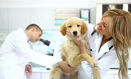 Lab Work for Diabetic Pets - Rechecks