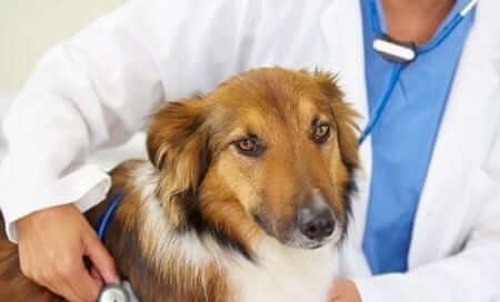 Vaccines for Pets