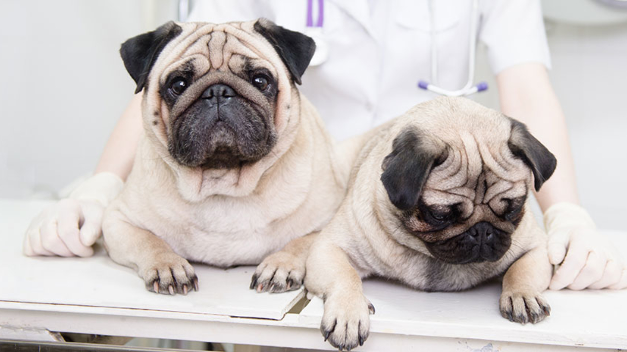 A Diabetic Pug Diagnosed By Chance Adw Diabetes