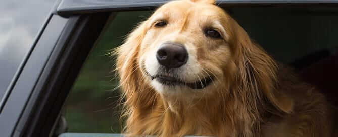 Dog smiling with his head out of a car window