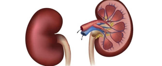 Human Kidney Reference