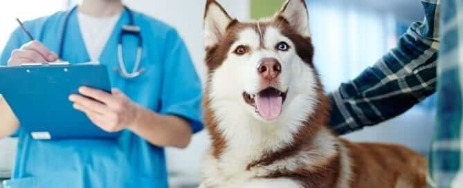 Huskey happy at vets office