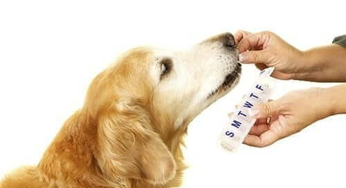 Dog Receiving Medication