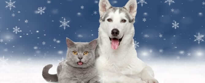 Cat and Dog Winter Image