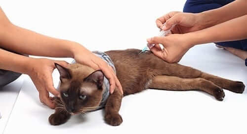 Cat getting insulin dose