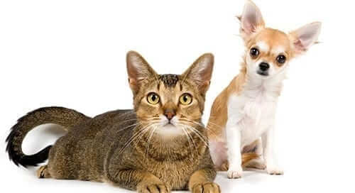 Diabetic Cat and Dog