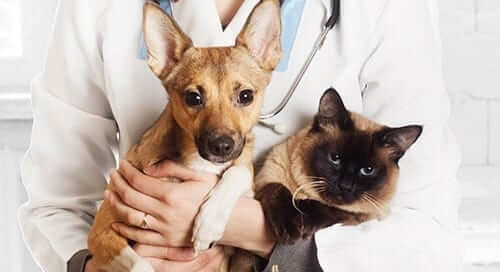 Doctor holding a dog and a cat