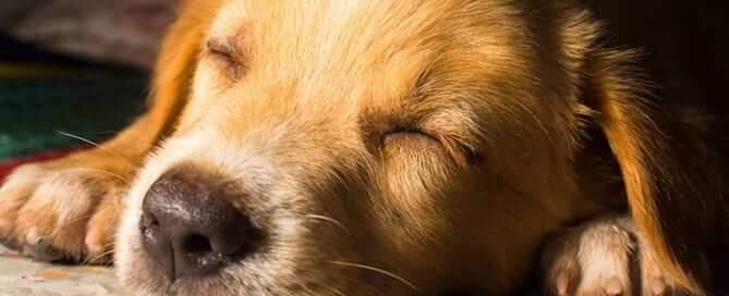 Featured Image - Dog Sleeping