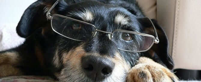 dog wearing glasses