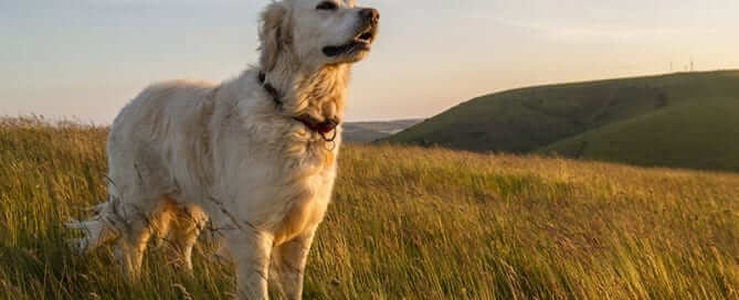 Dog standing in a field of grass