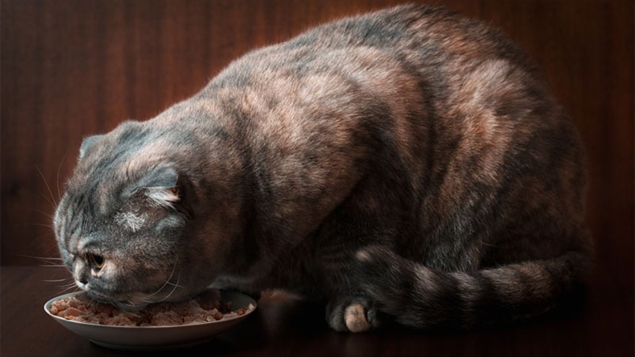 low carb cat food