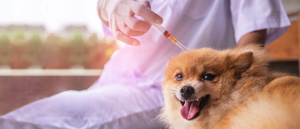 Giving A Pet Insulin Injection And Missing Ask Dr Joi Adw Diabetes